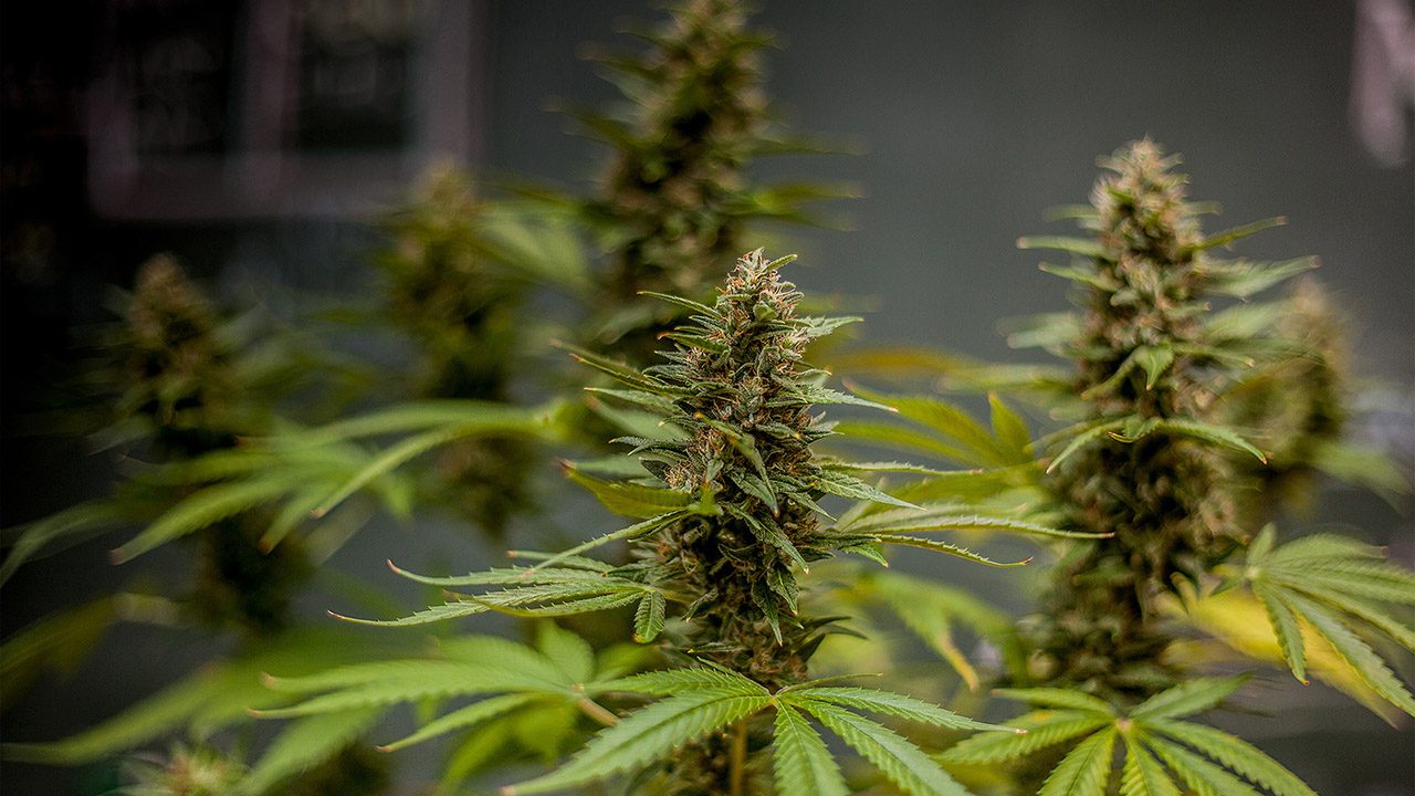 Archive image 3 for How New Strains of Cannabis are Created