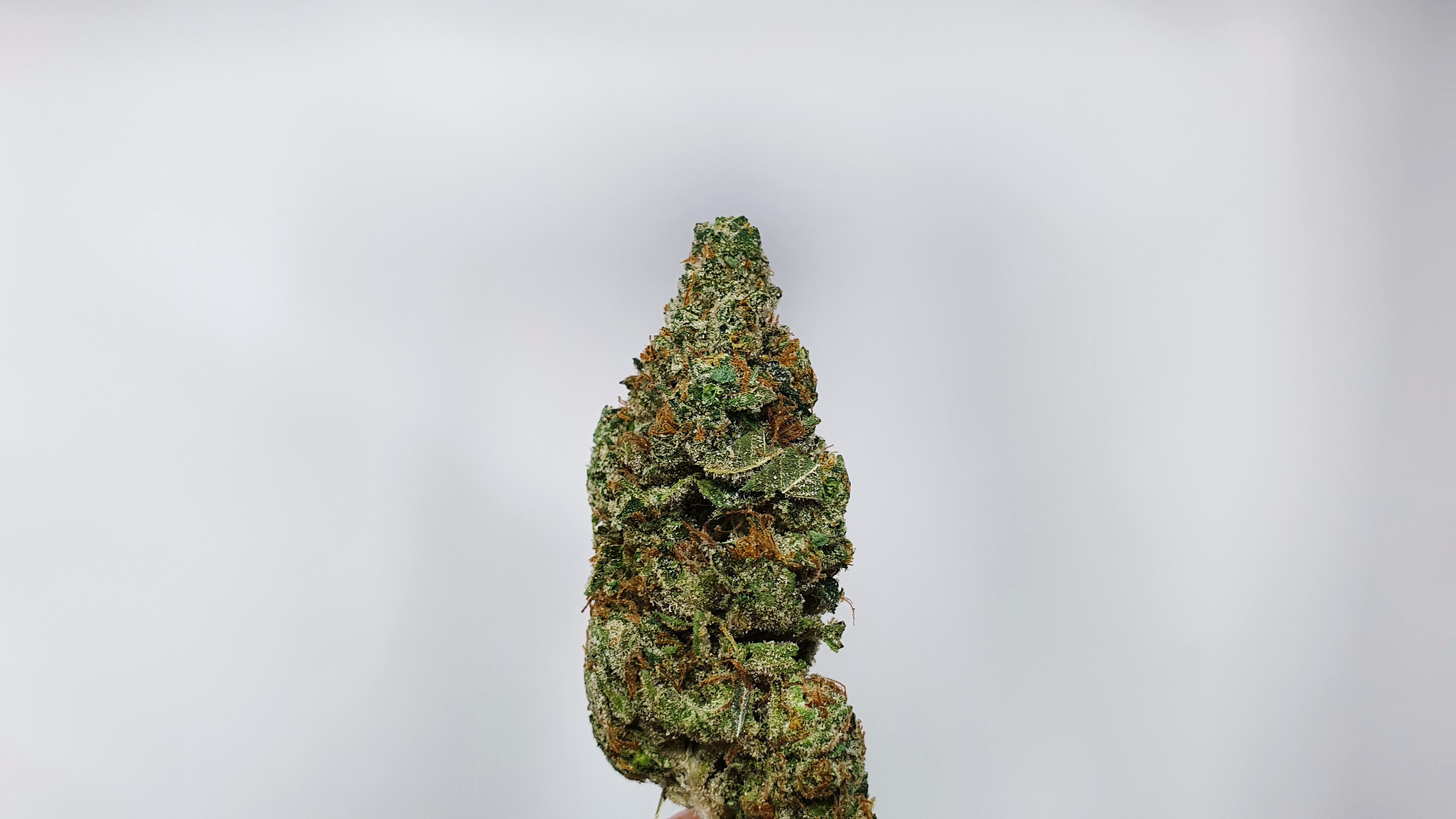 Archive image 6 for Hubba Bubba Cannabis Strain Review & Information