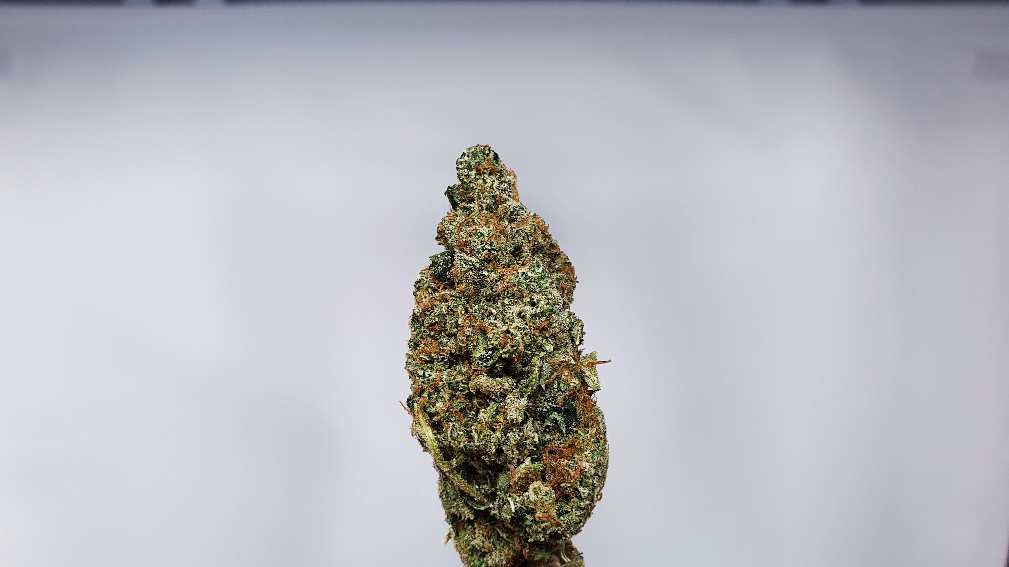 Archive image 9 for Hubba Bubba Cannabis Strain Review & Information
