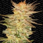 Archive image 2 for Ice Cream and Sensi Star Cannabis Strain Reviews