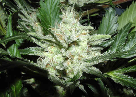 Archive image 3 for Ice Cream and Sensi Star Cannabis Strain Reviews