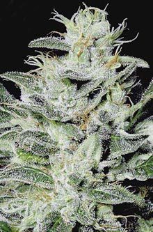 Archive image 4 for Ice Cream and Sensi Star Cannabis Strain Reviews