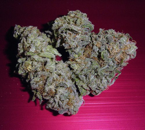 Archive image 5 for Ice Cream and Sensi Star Cannabis Strain Reviews