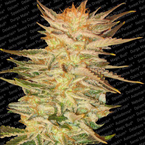Archive image 6 for Ice Cream and Sensi Star Cannabis Strain Reviews