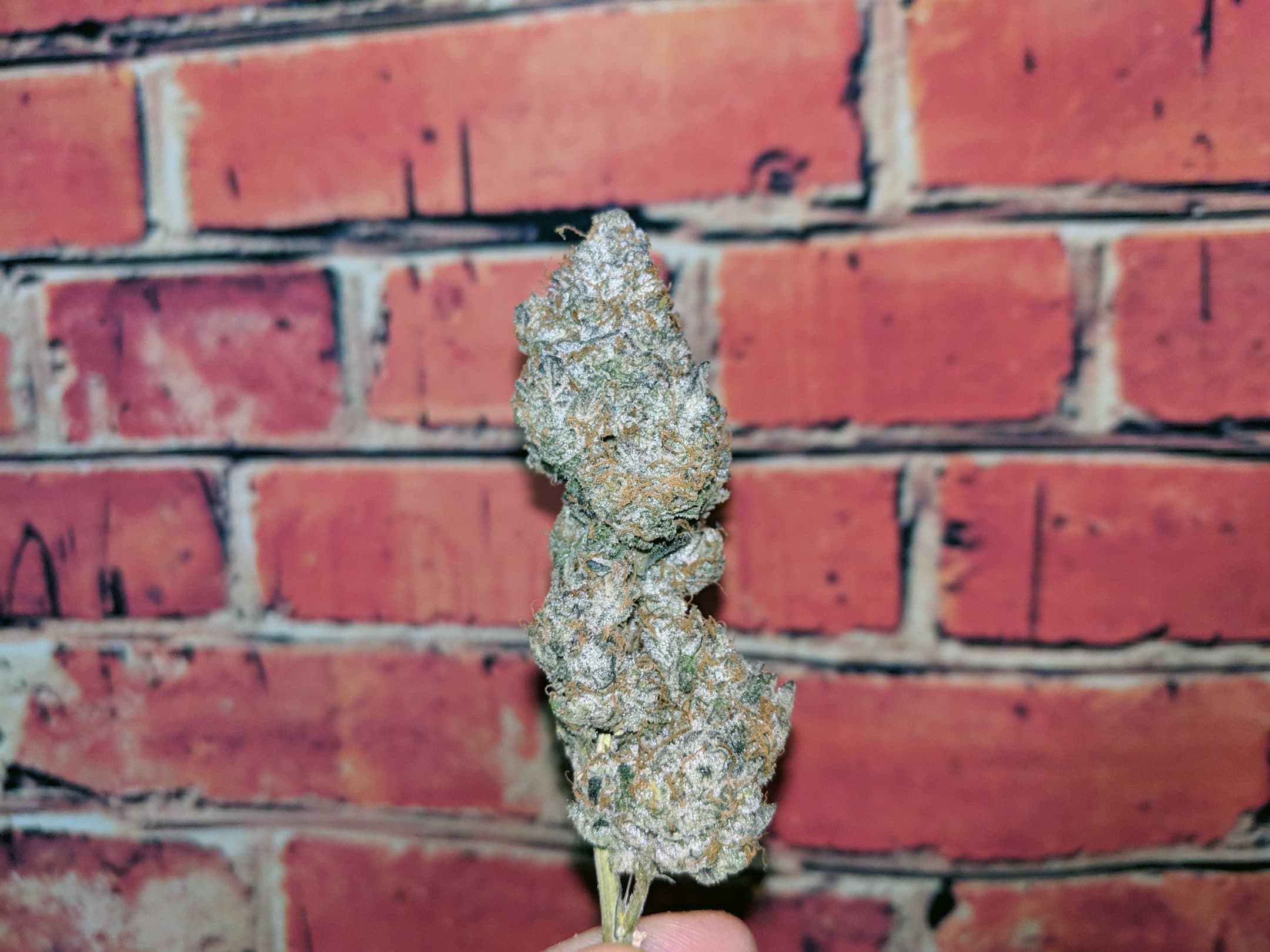 Archive image 4 for Ice Cream Cake Cannabis Strain Review & Information