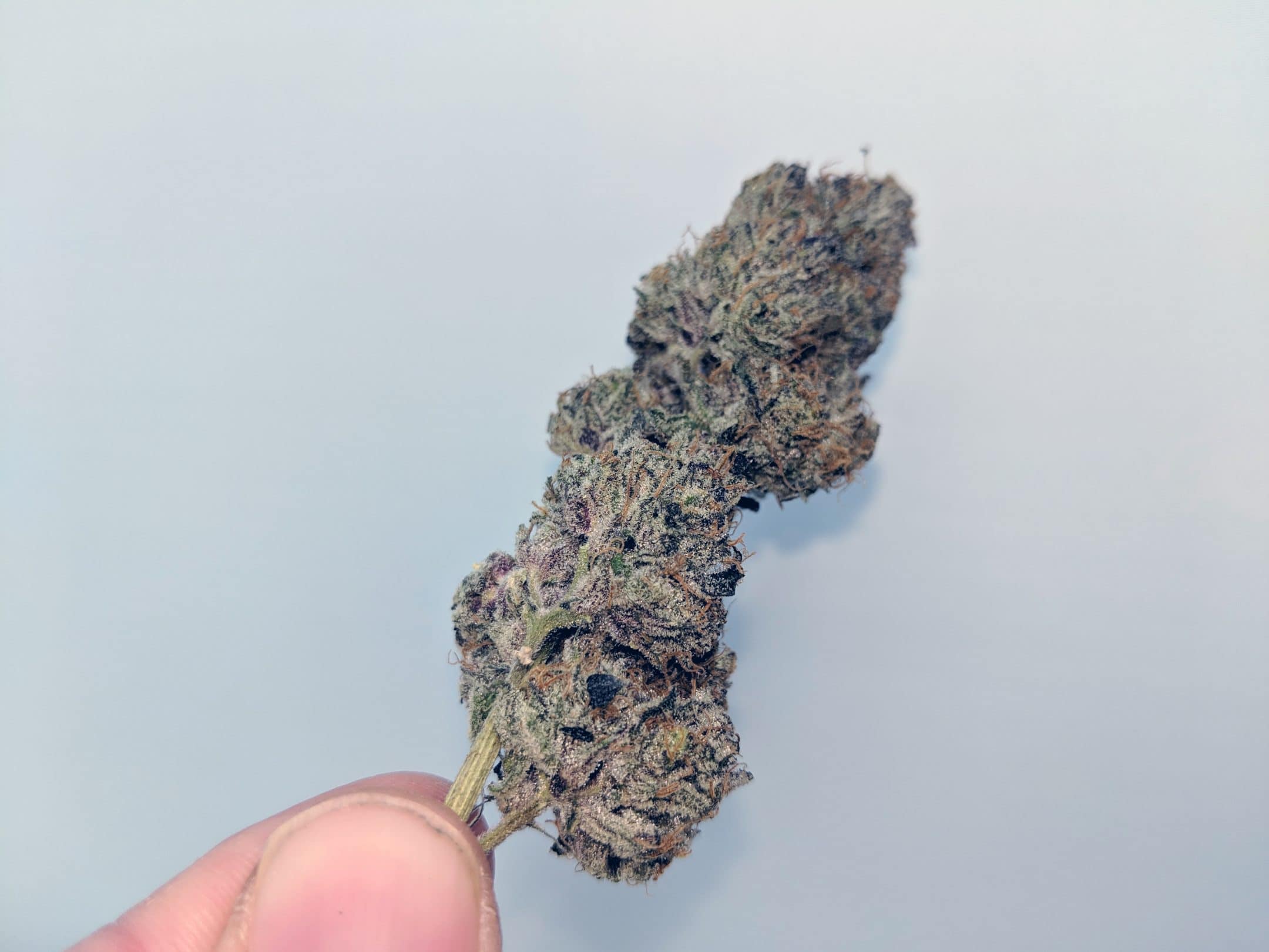 Archive image 5 for Ice Cream Cake Cannabis Strain Review & Information