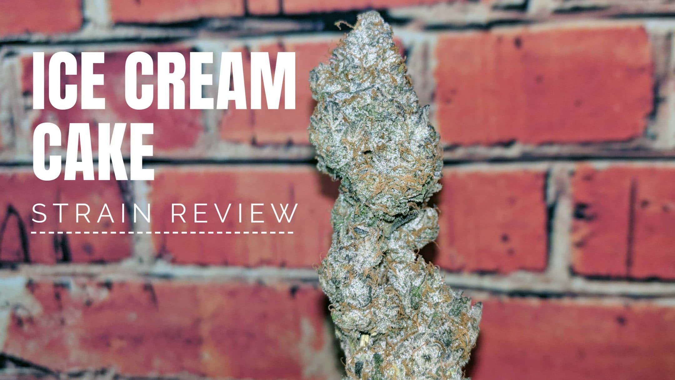 Archive image 6 for Ice Cream Cake Cannabis Strain Review & Information