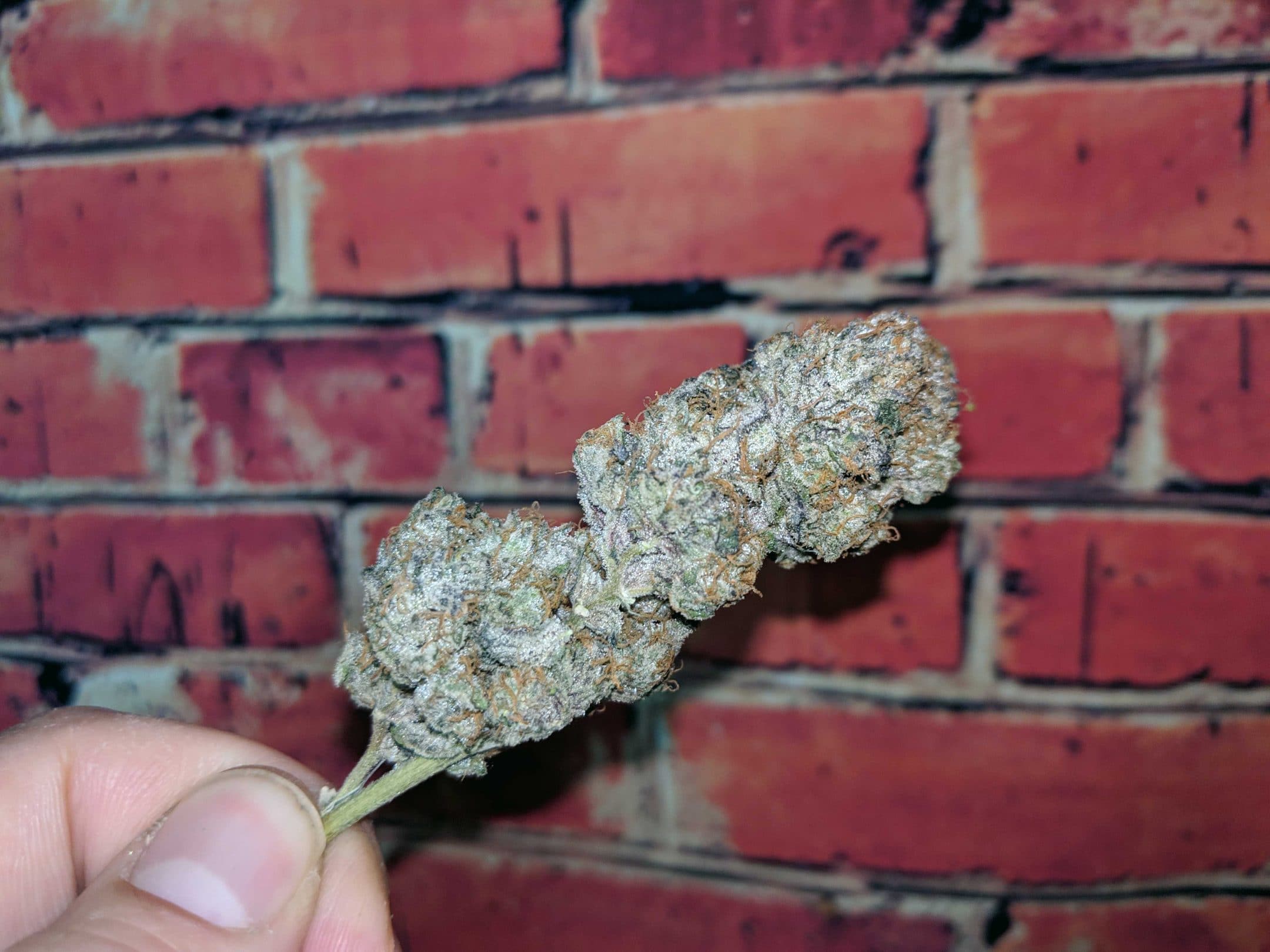 Archive image 7 for Ice Cream Cake Cannabis Strain Review & Information