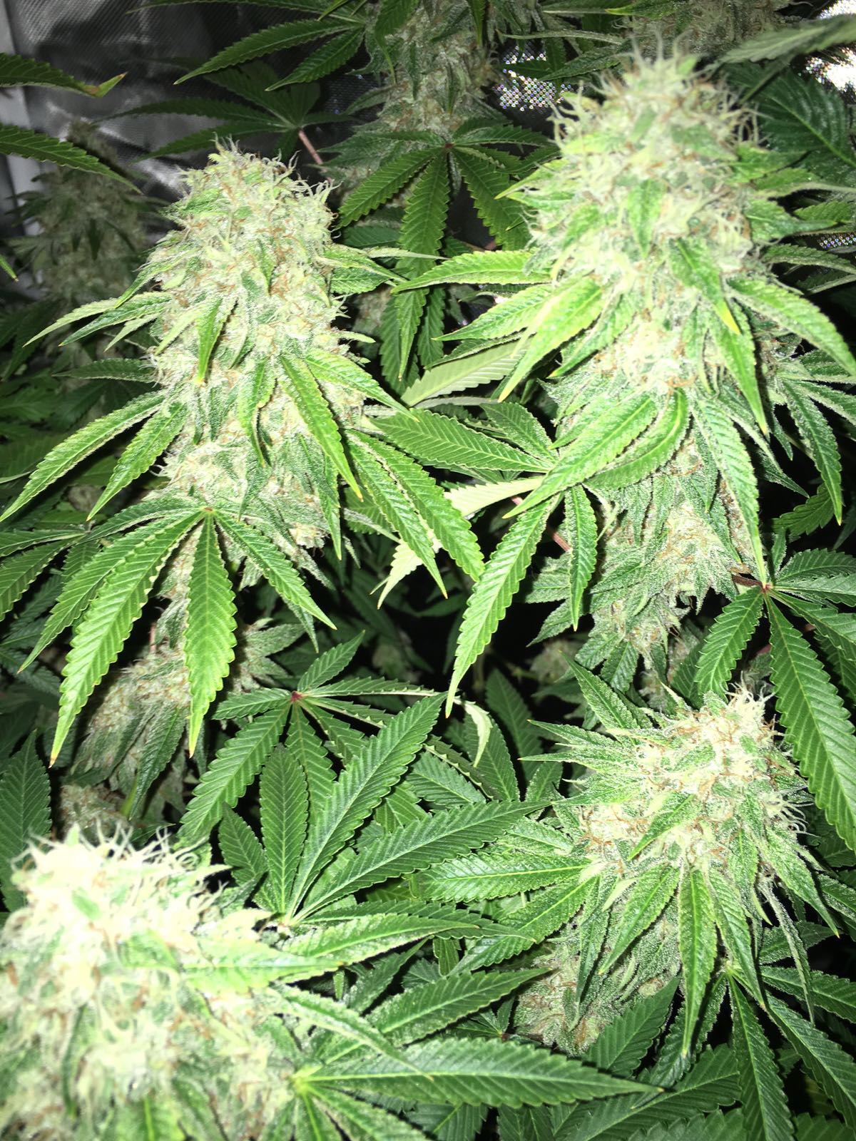 Interview: London Grow Gang