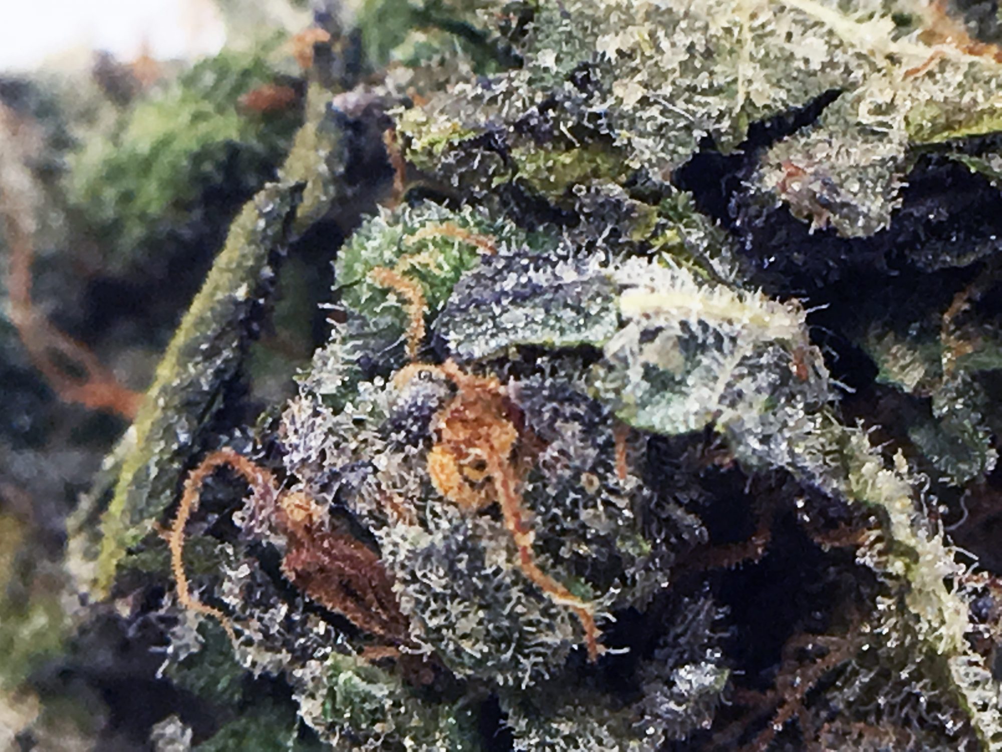 Archive image 2 for Jaffa Caked Cookies Cannabis Strain Information & Review