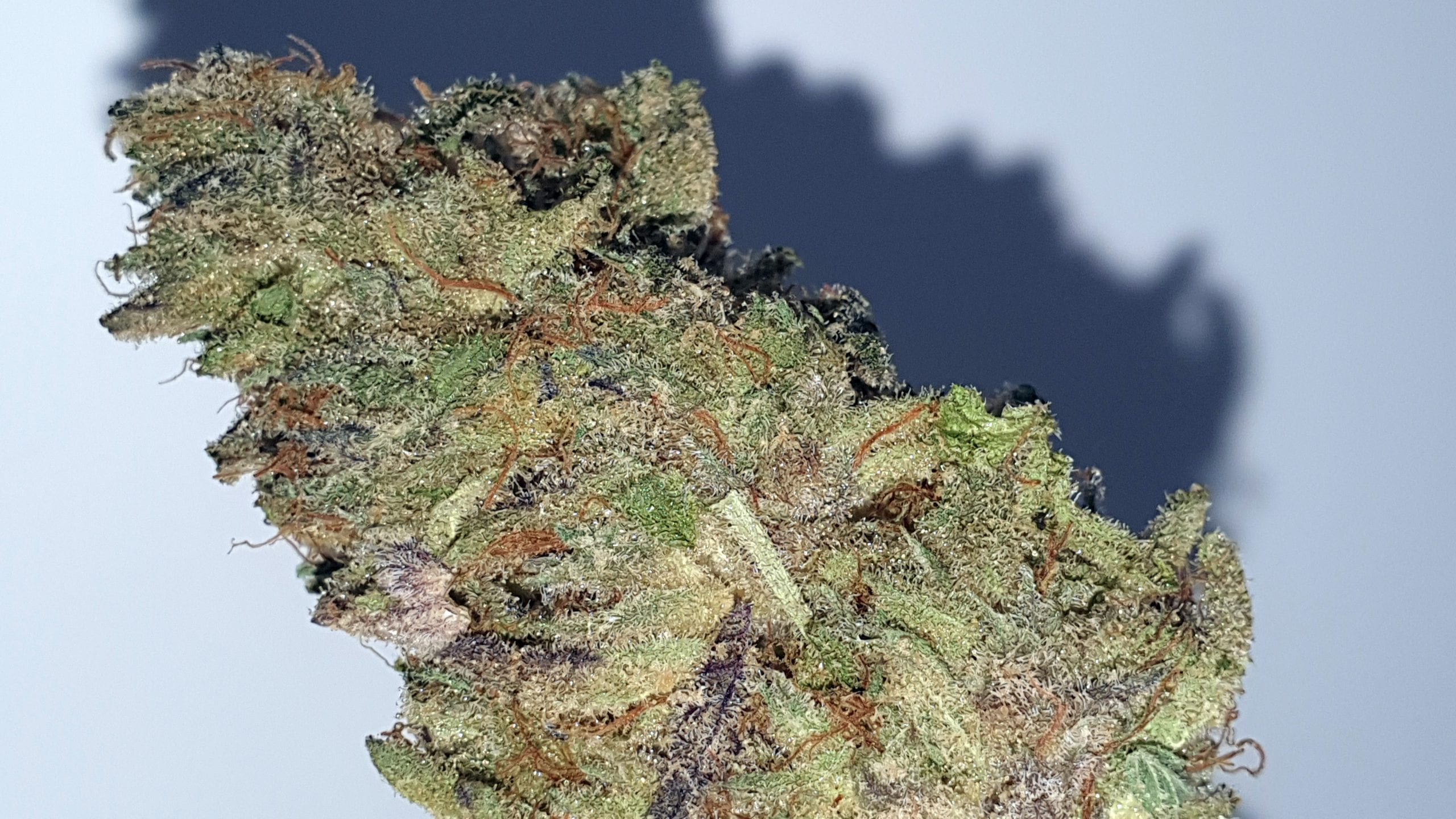 Archive image 2 for Jaffacito Cannabis Strain Review & Information