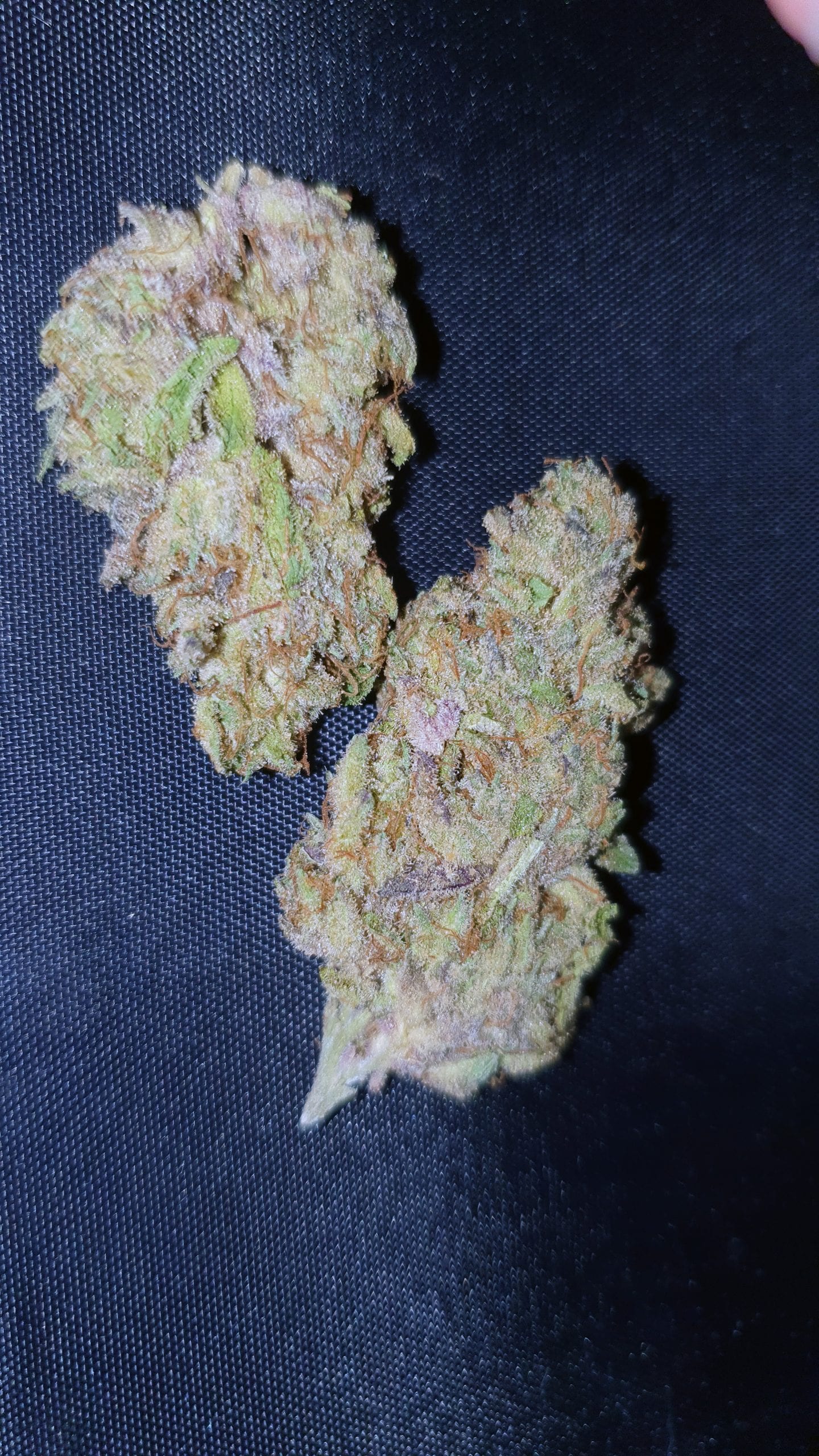 Archive image 3 for Jaffacito Cannabis Strain Review & Information