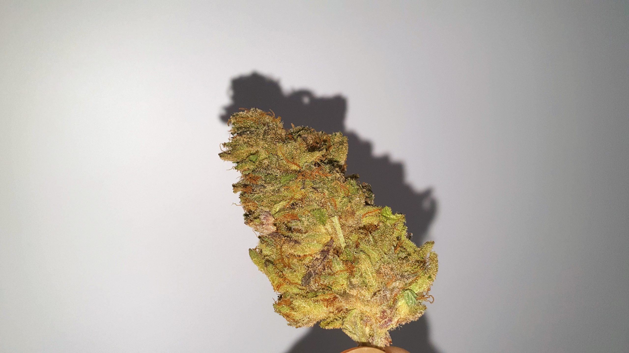 Archive image 5 for Jaffacito Cannabis Strain Review & Information
