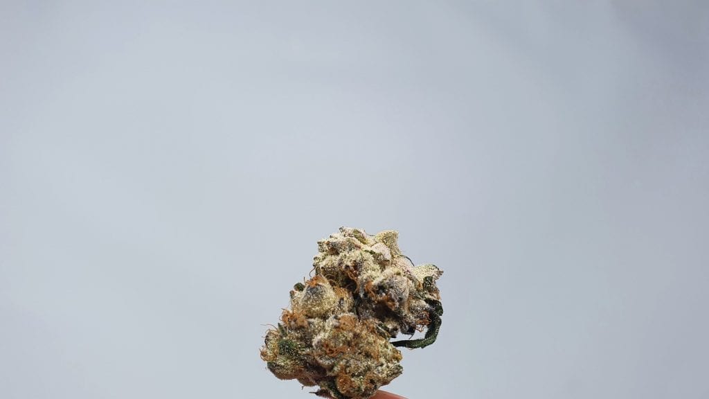 Archive image 2 for Kent Valley Kush Cannabis Strain Review & Information