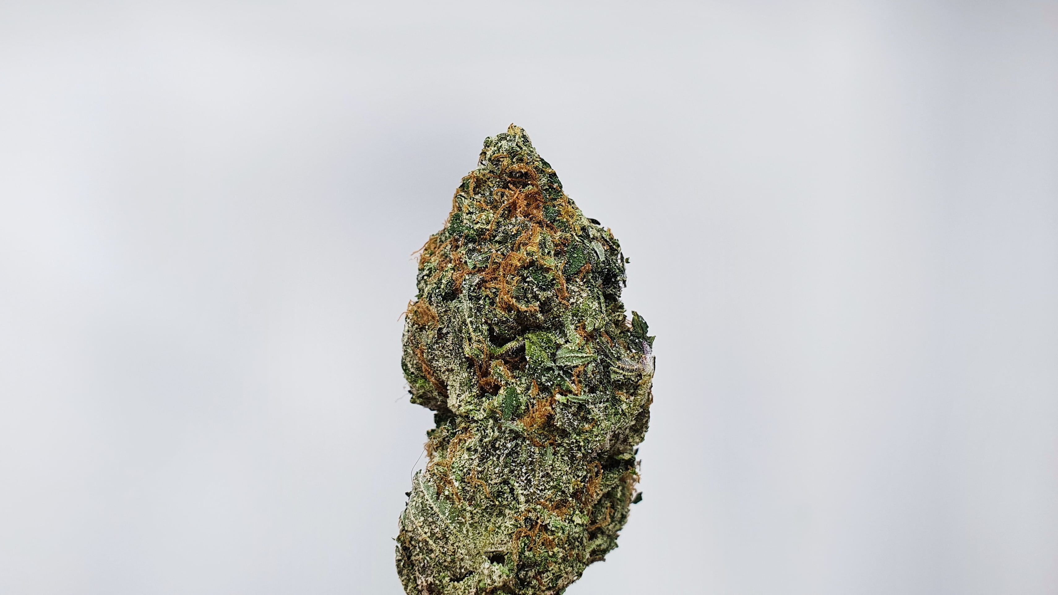 Archive image 6 for Kosherberriez Cannabis Strain Review & Information