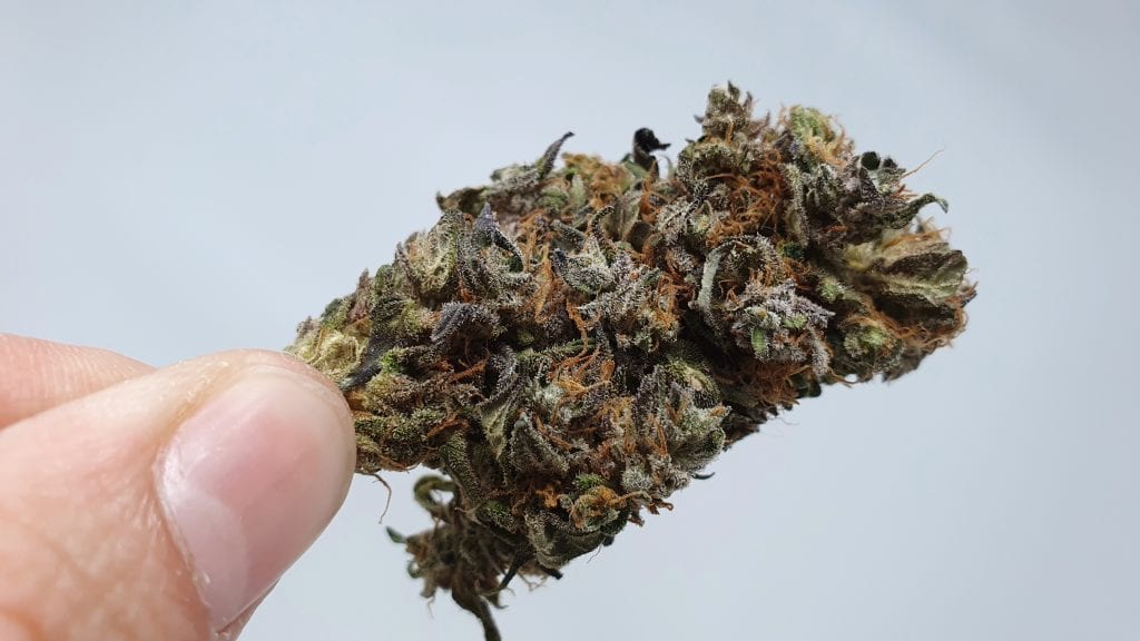 Archive image 3 for Kurokush Cannabis Strain Review & Information