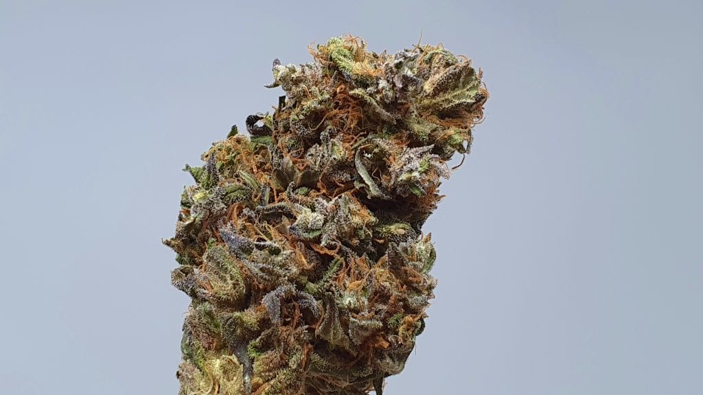 Archive image 5 for Kurokush Cannabis Strain Review & Information