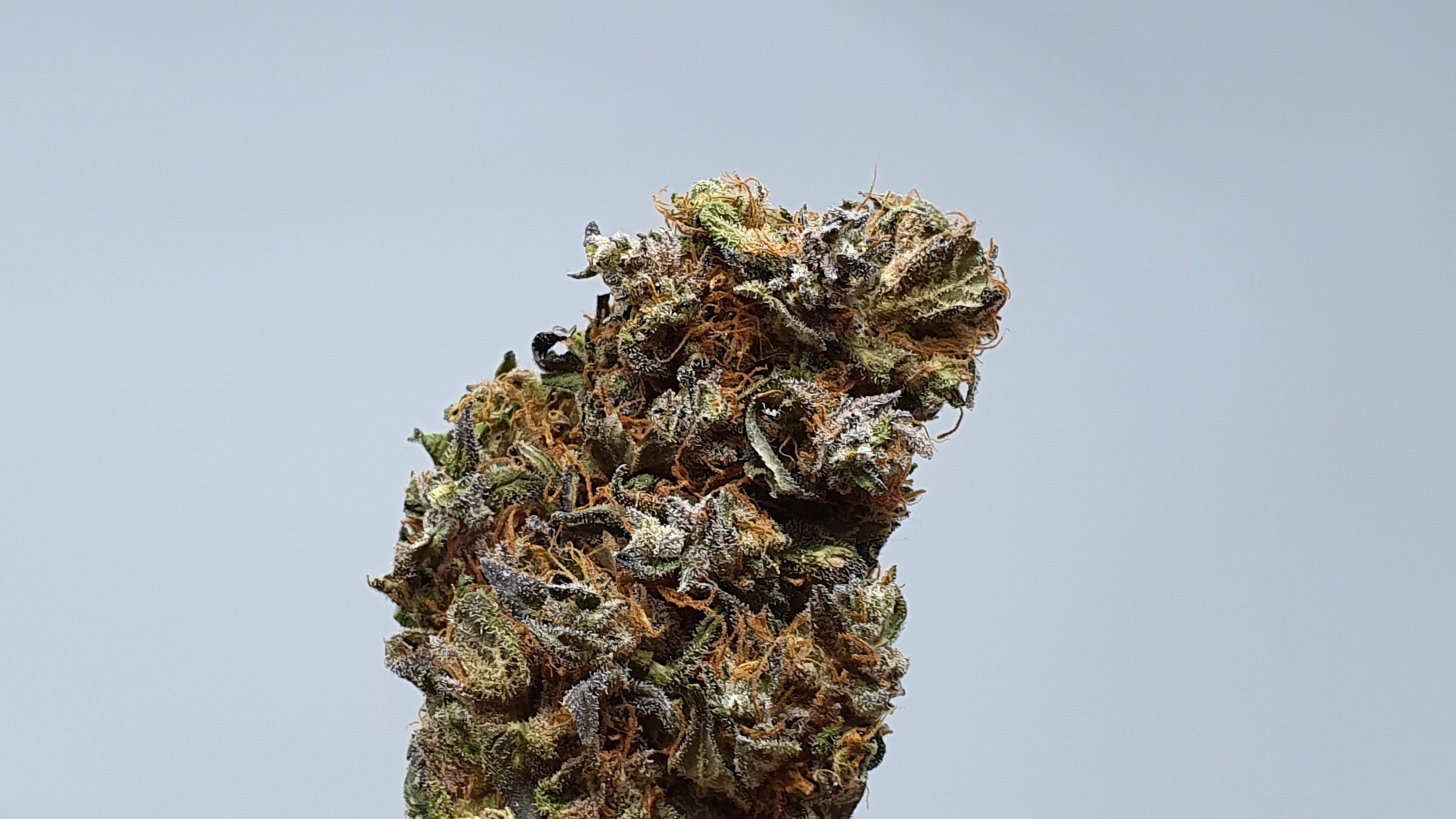 Archive image 7 for Kurokush Cannabis Strain Review & Information