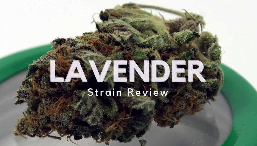 Archive image 3 for Lavender Cannabis Strain Review