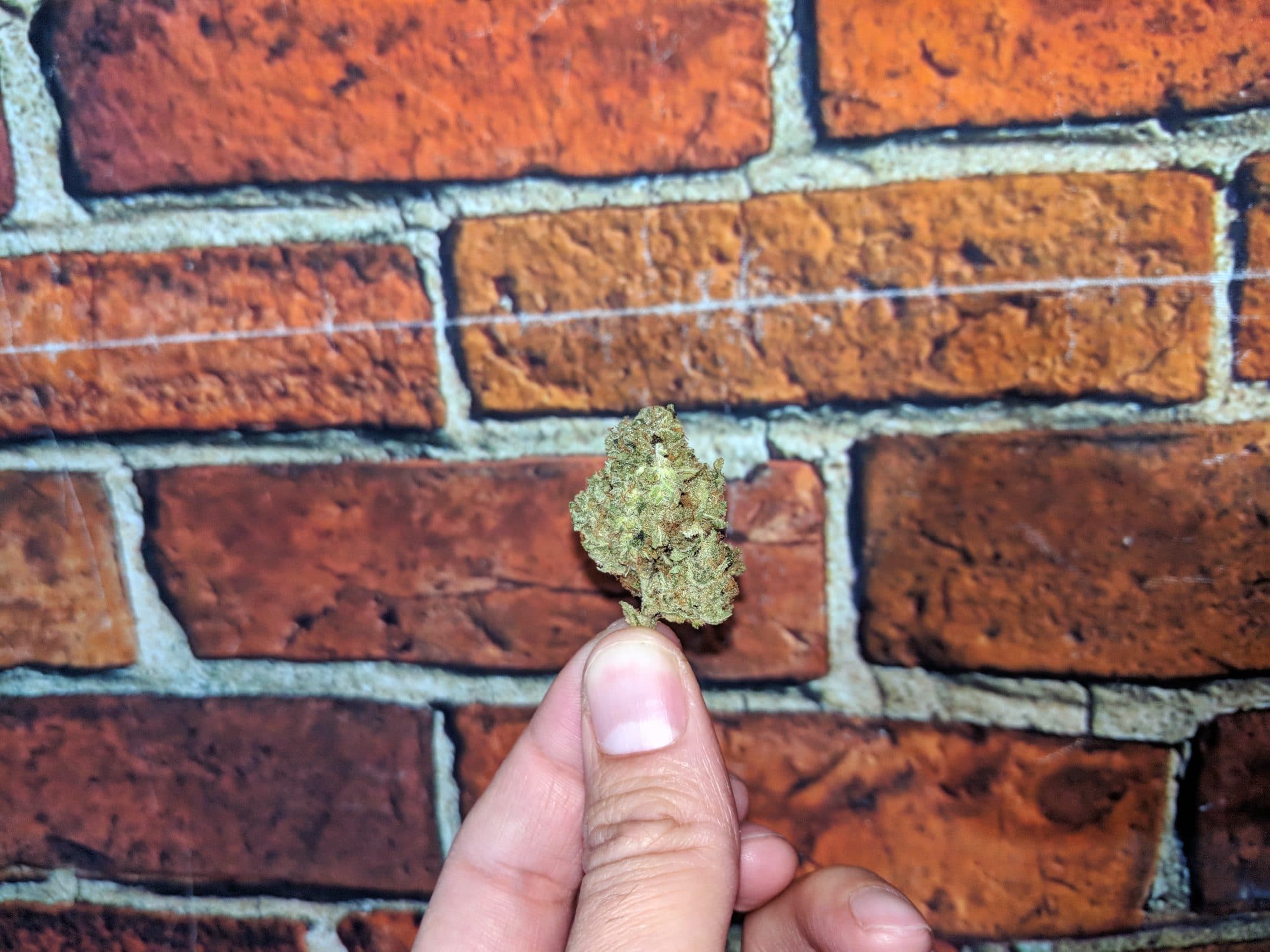 Archive image 3 for Lemon Haze CBD Strain Review