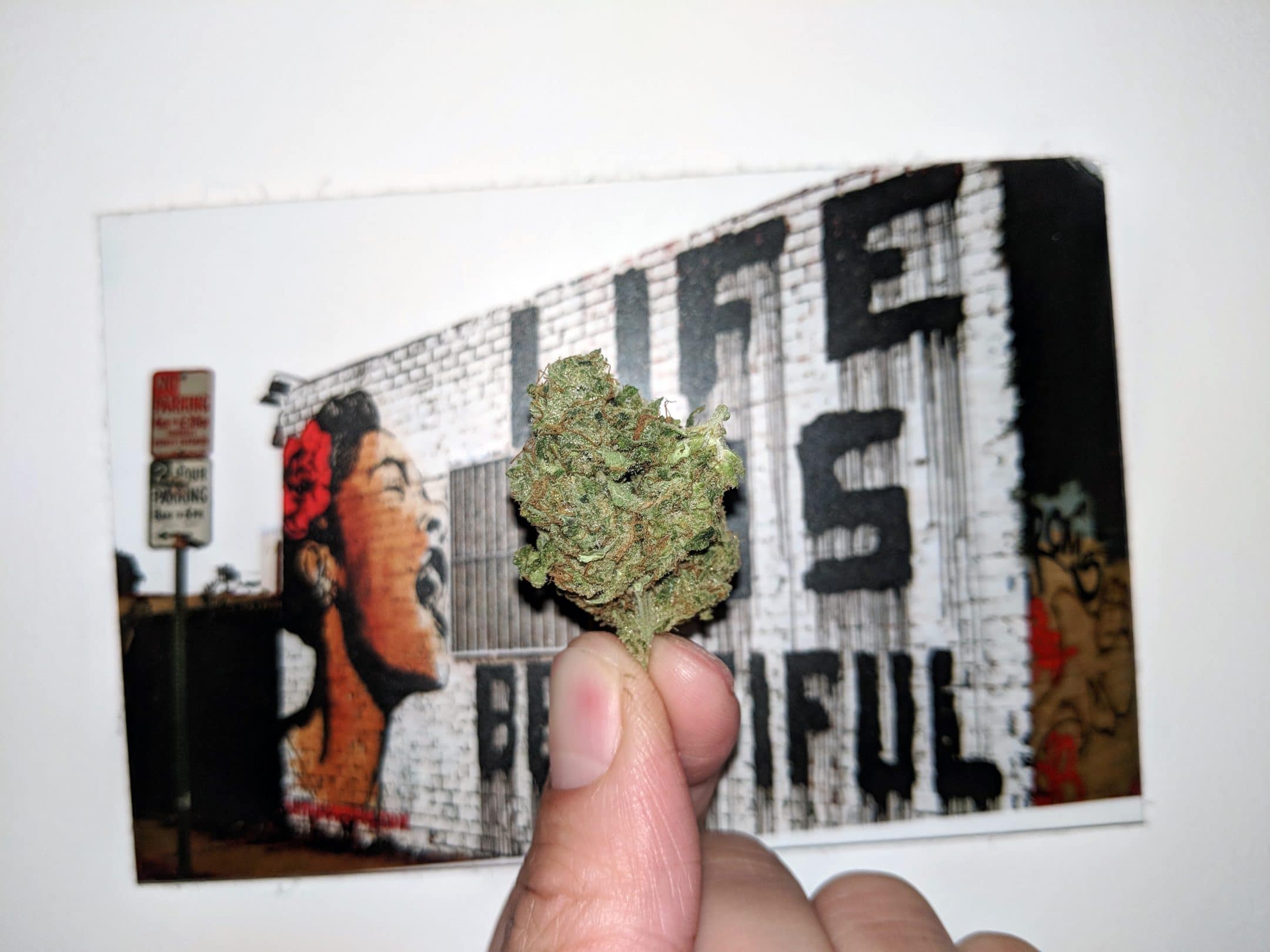 Archive image 4 for Lemon Haze CBD Strain Review