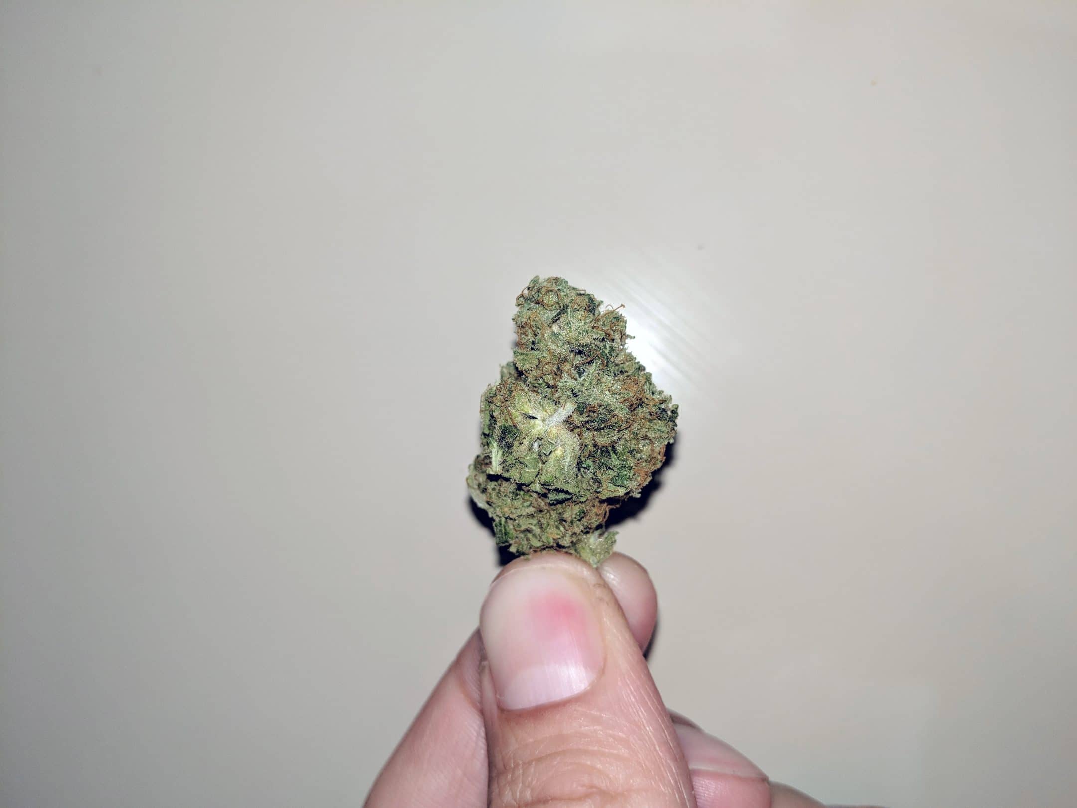 Archive image 5 for Lemon Haze CBD Strain Review