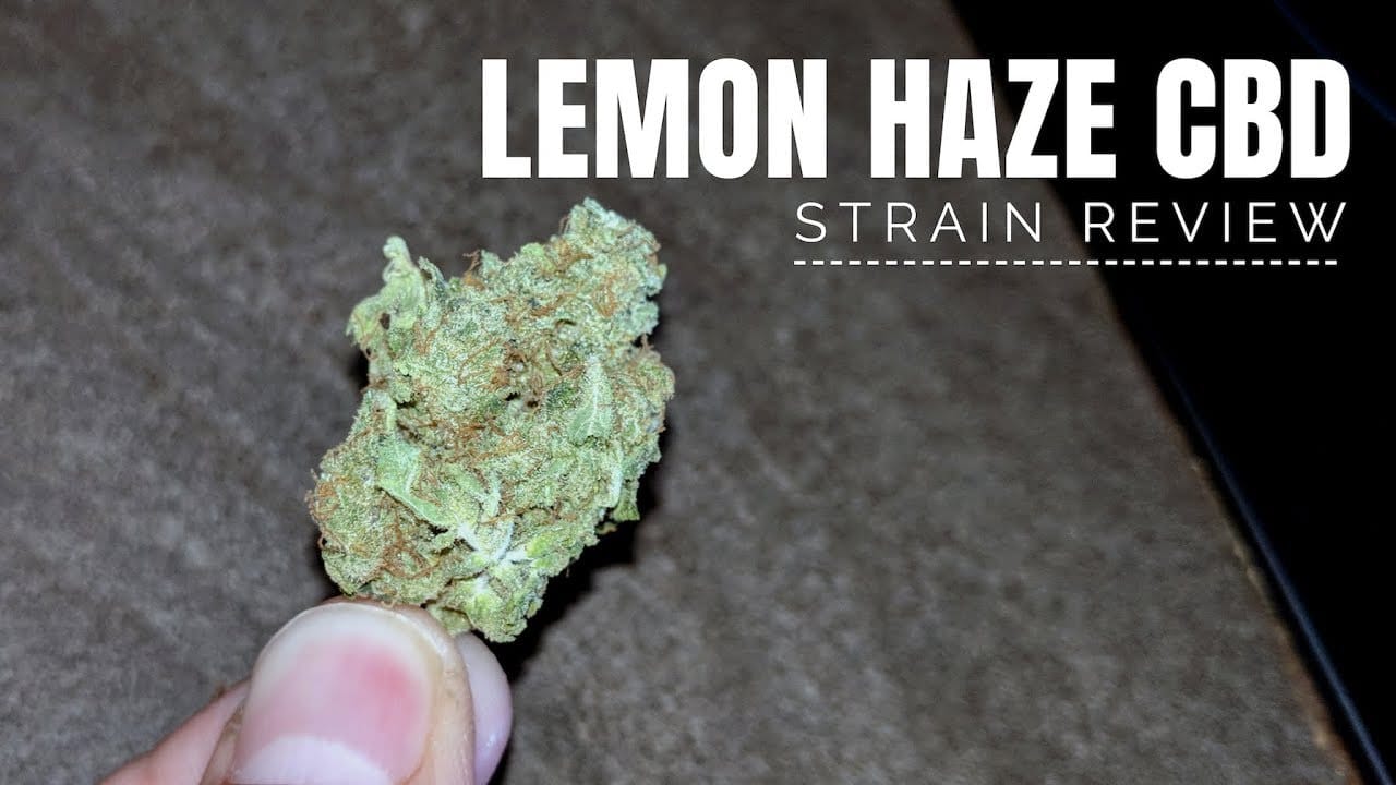 Archive image 7 for Lemon Haze CBD Strain Review