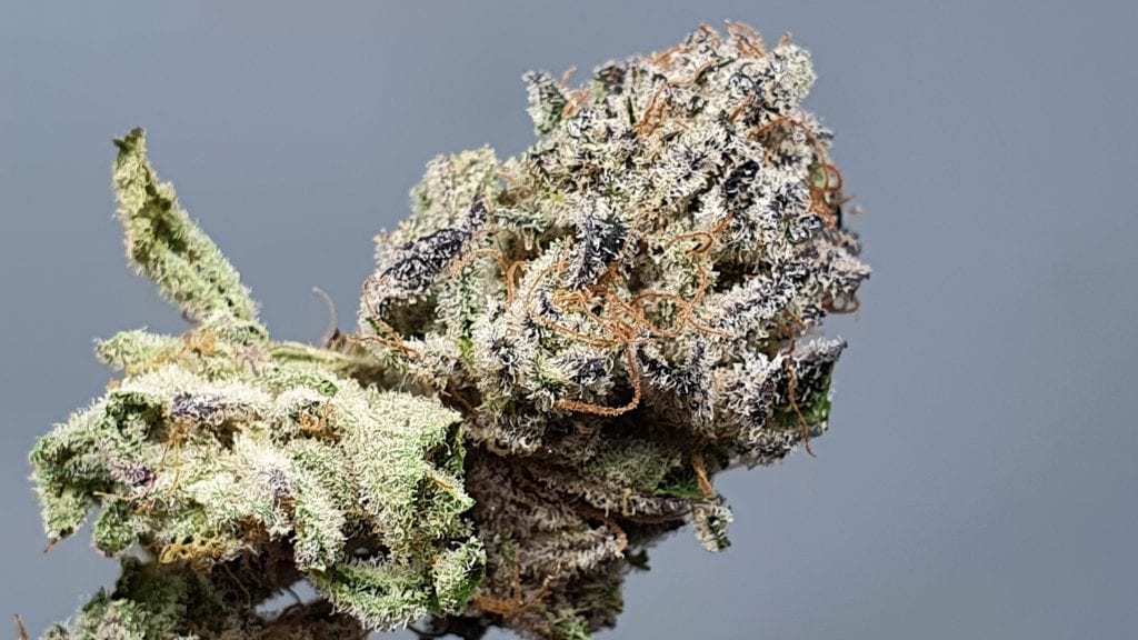 Archive image 3 for Lemon Lime Pie Cannabis Strain Review & Information