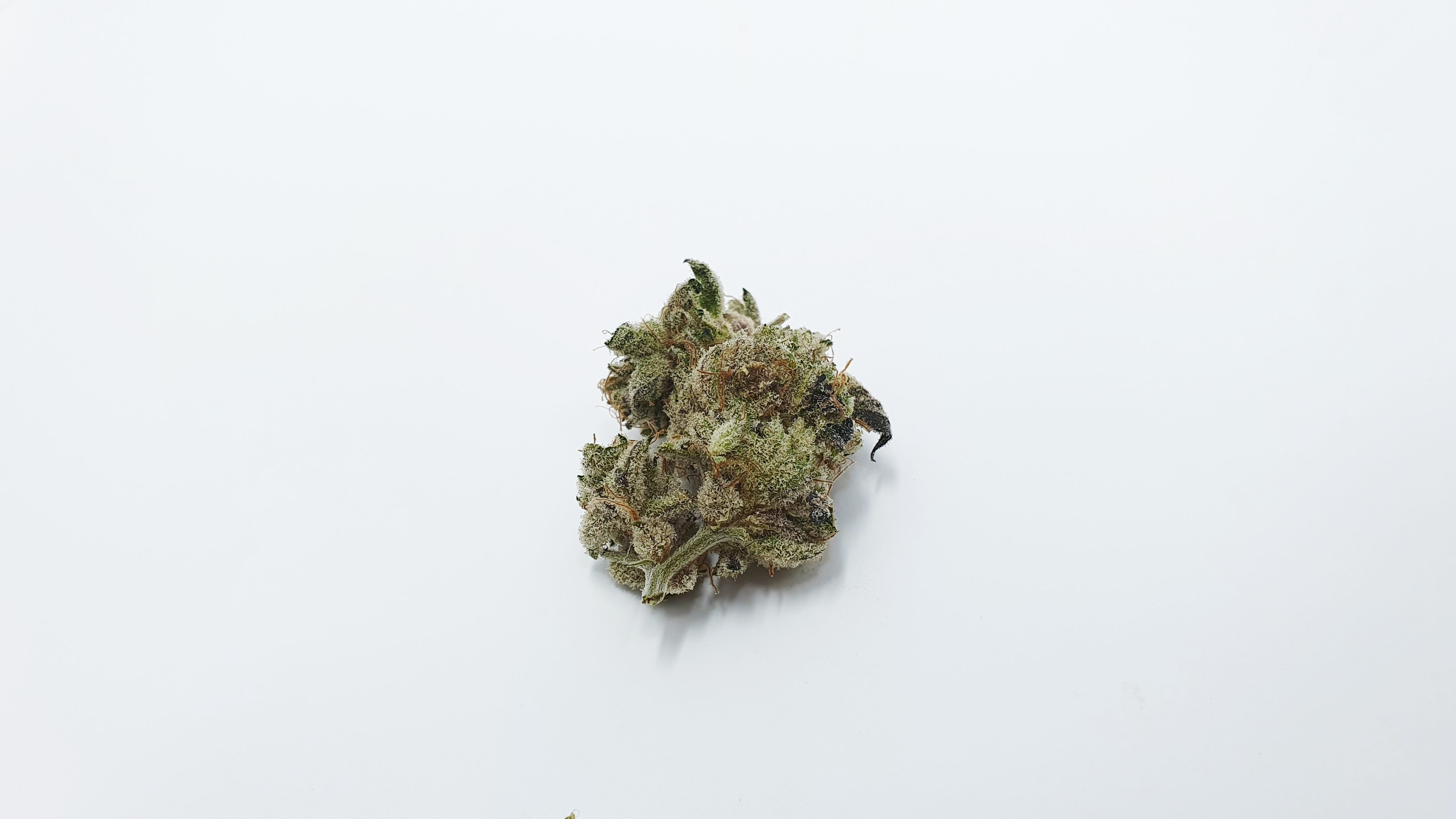 Archive image 8 for Lemon Lime Pie Cannabis Strain Review & Information