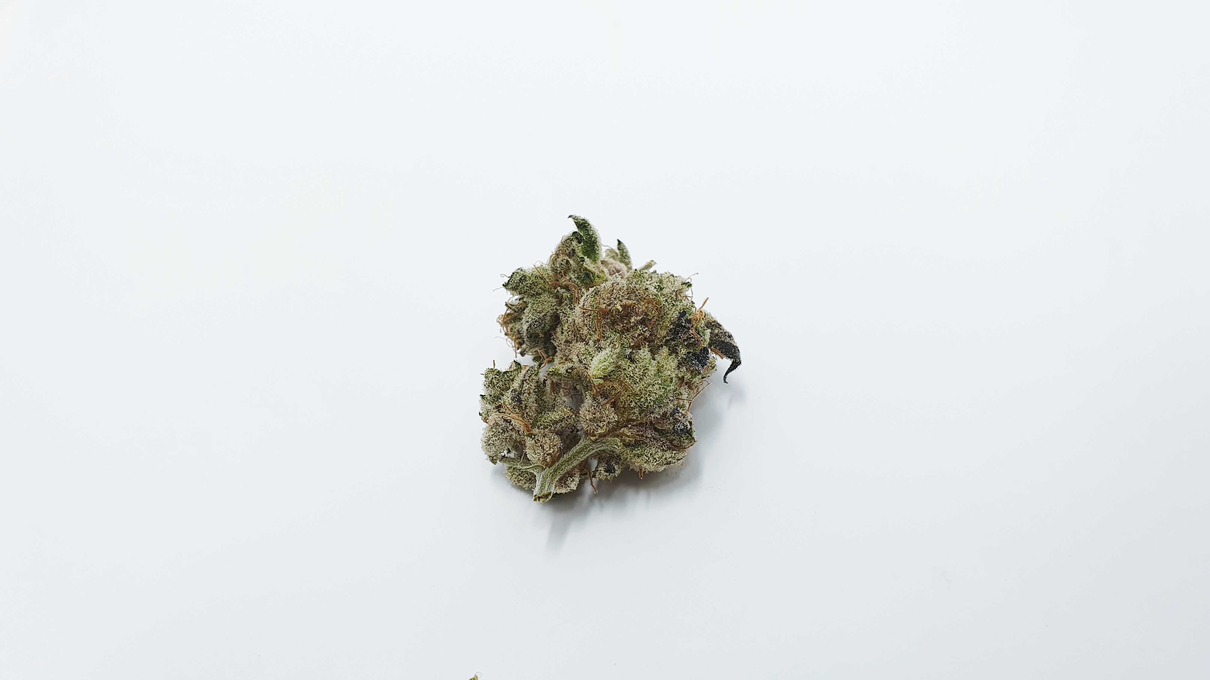 Archive image 9 for Lemon Lime Pie Cannabis Strain Review & Information