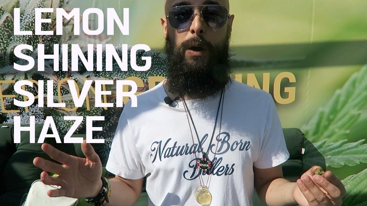 Archive image 3 for Lemon Shining Silver Haze Cannabis Strain Review