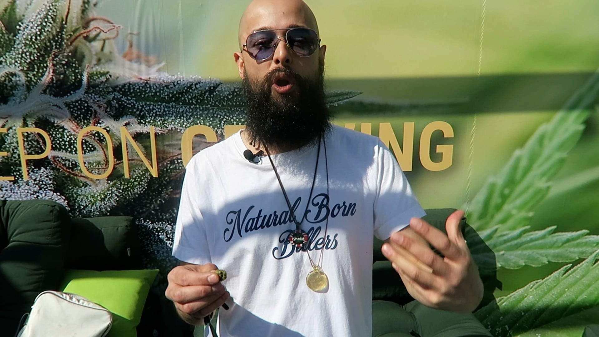 Archive image 4 for Lemon Shining Silver Haze Cannabis Strain Review