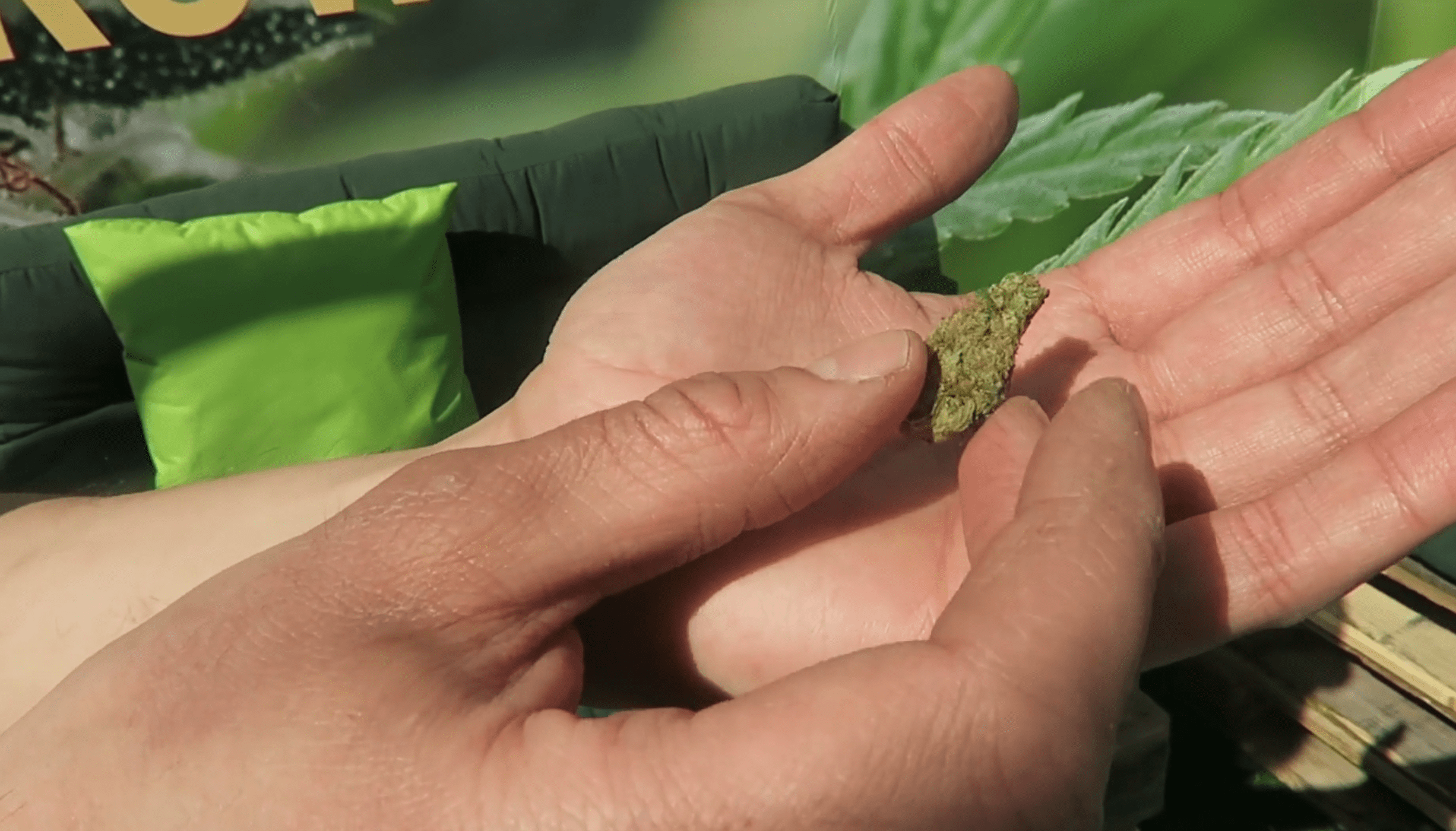 Archive image 5 for Lemon Shining Silver Haze Cannabis Strain Review