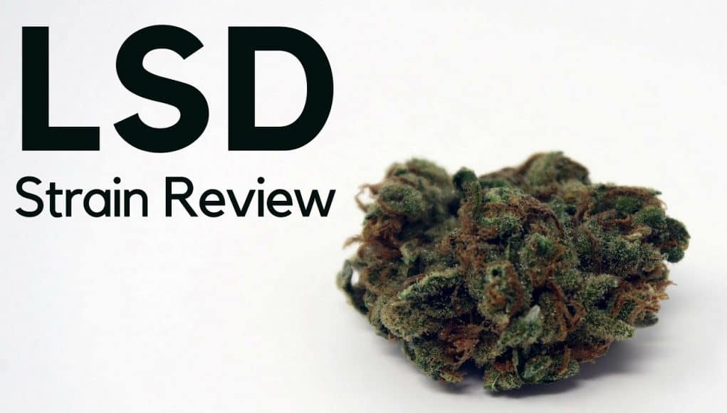 Archive image 4 for LSD Cannabis strain review