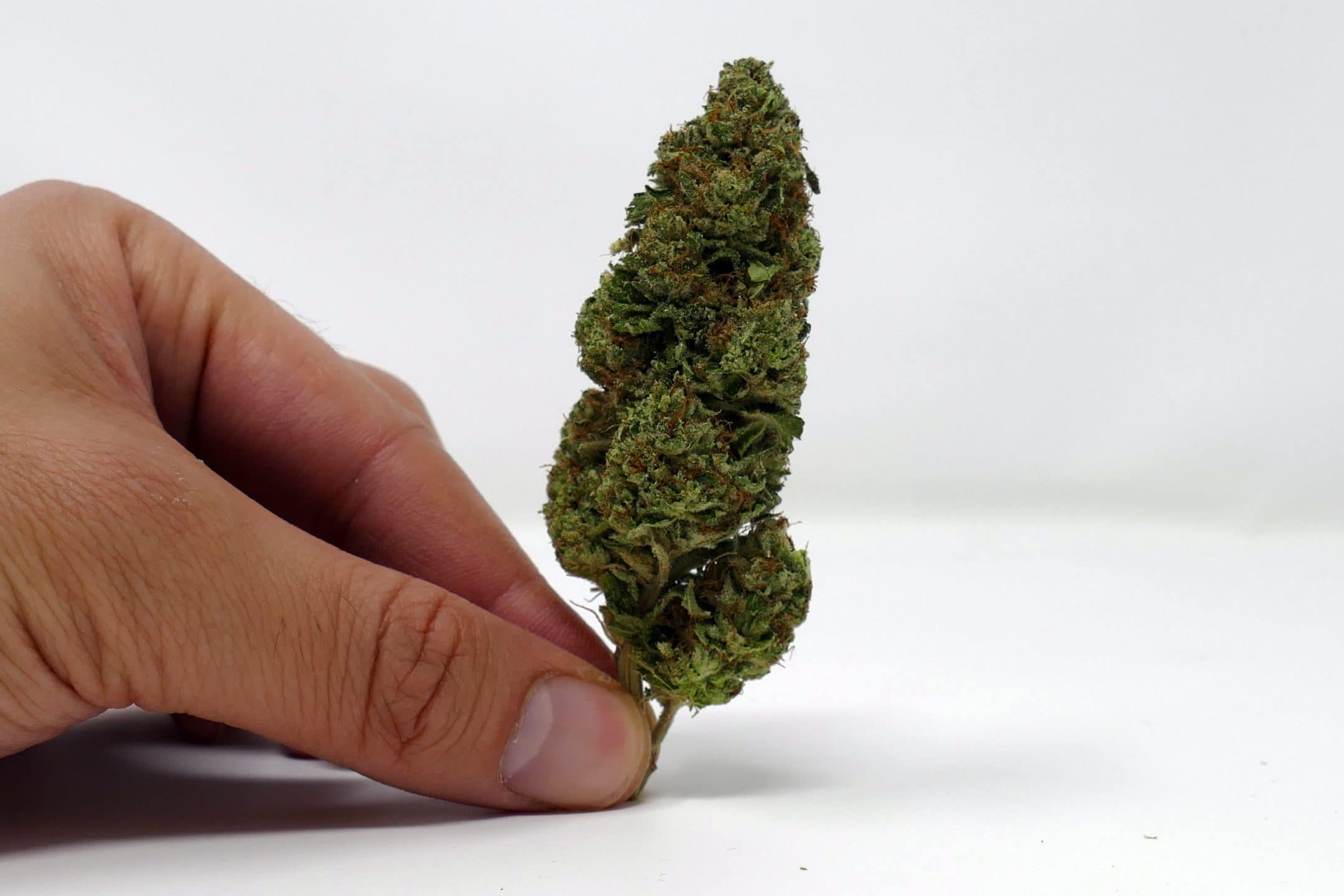 Archive image 2 for Marmalade Cannabis Strain Review & Information