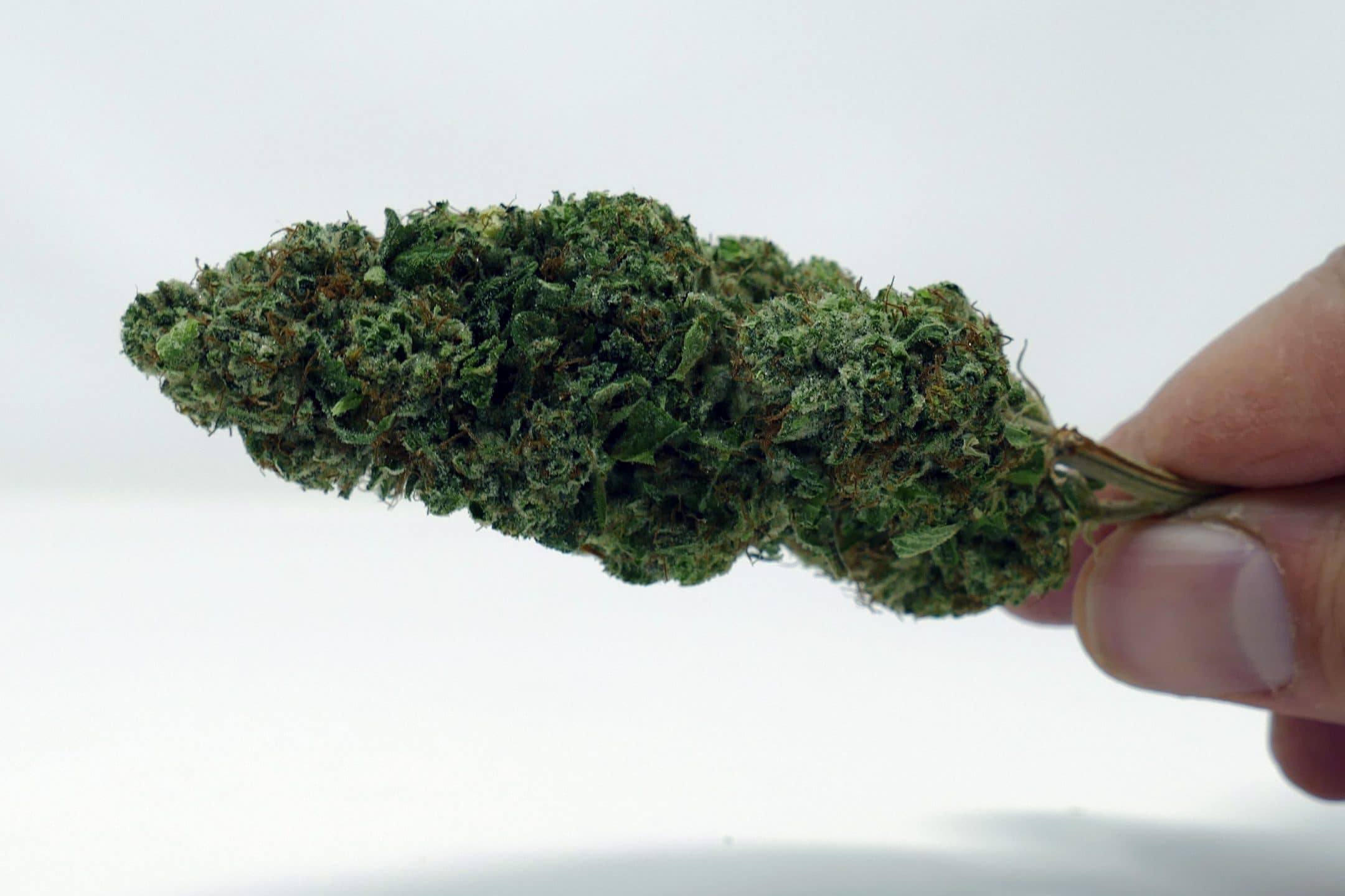 Archive image 3 for Marmalade Cannabis Strain Review & Information