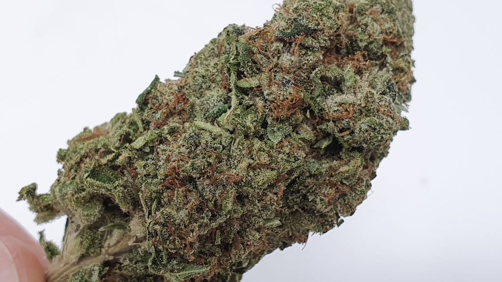 Archive image 8 for Marmalade Cannabis Strain Review & Information