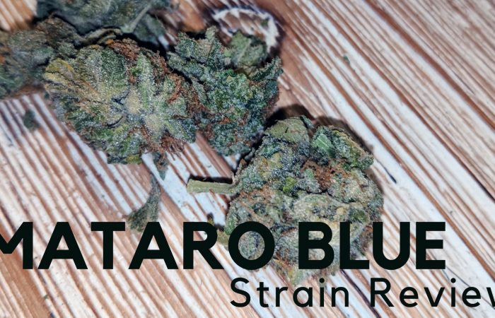 Archive image 5 for Mataro Blue Cannabis Strain Review and Information