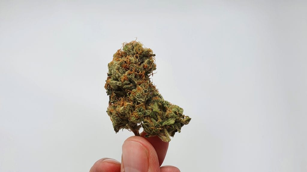 Archive image 2 for Melon Face Cannabis Strain Review & Information