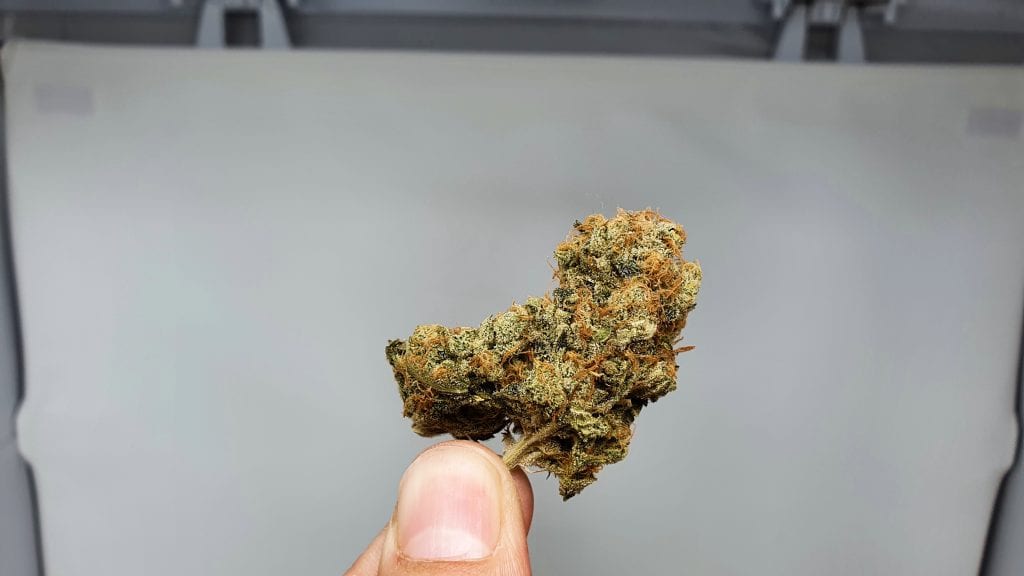 Archive image 4 for Melon Face Cannabis Strain Review & Information