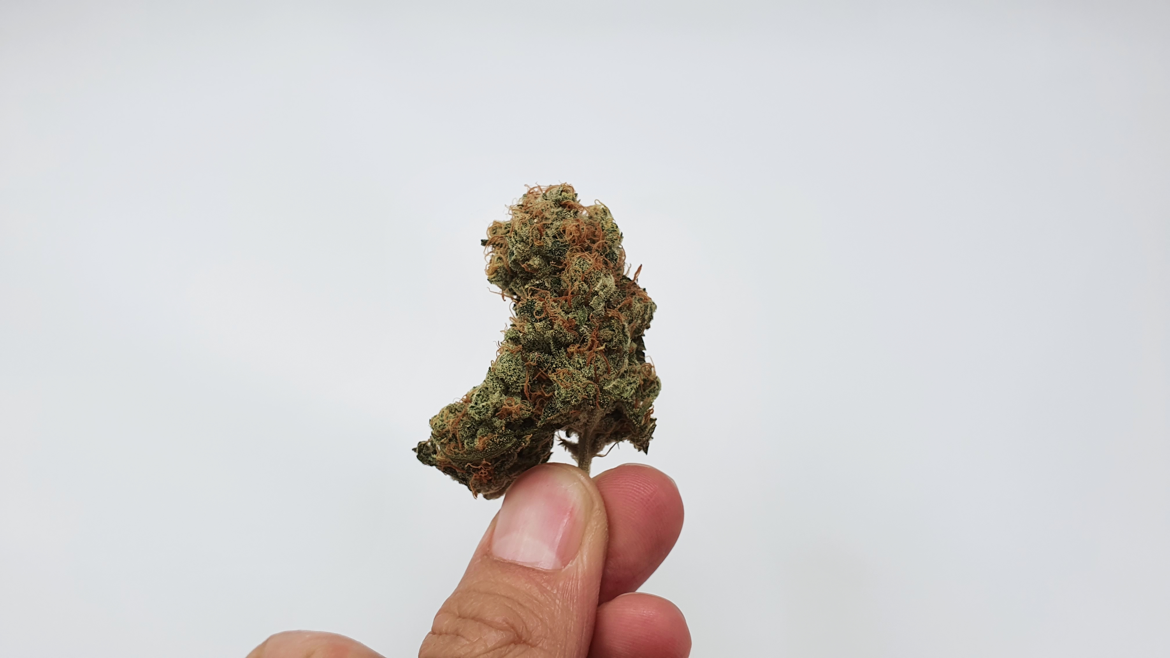 Archive image 6 for Melon Face Cannabis Strain Review & Information