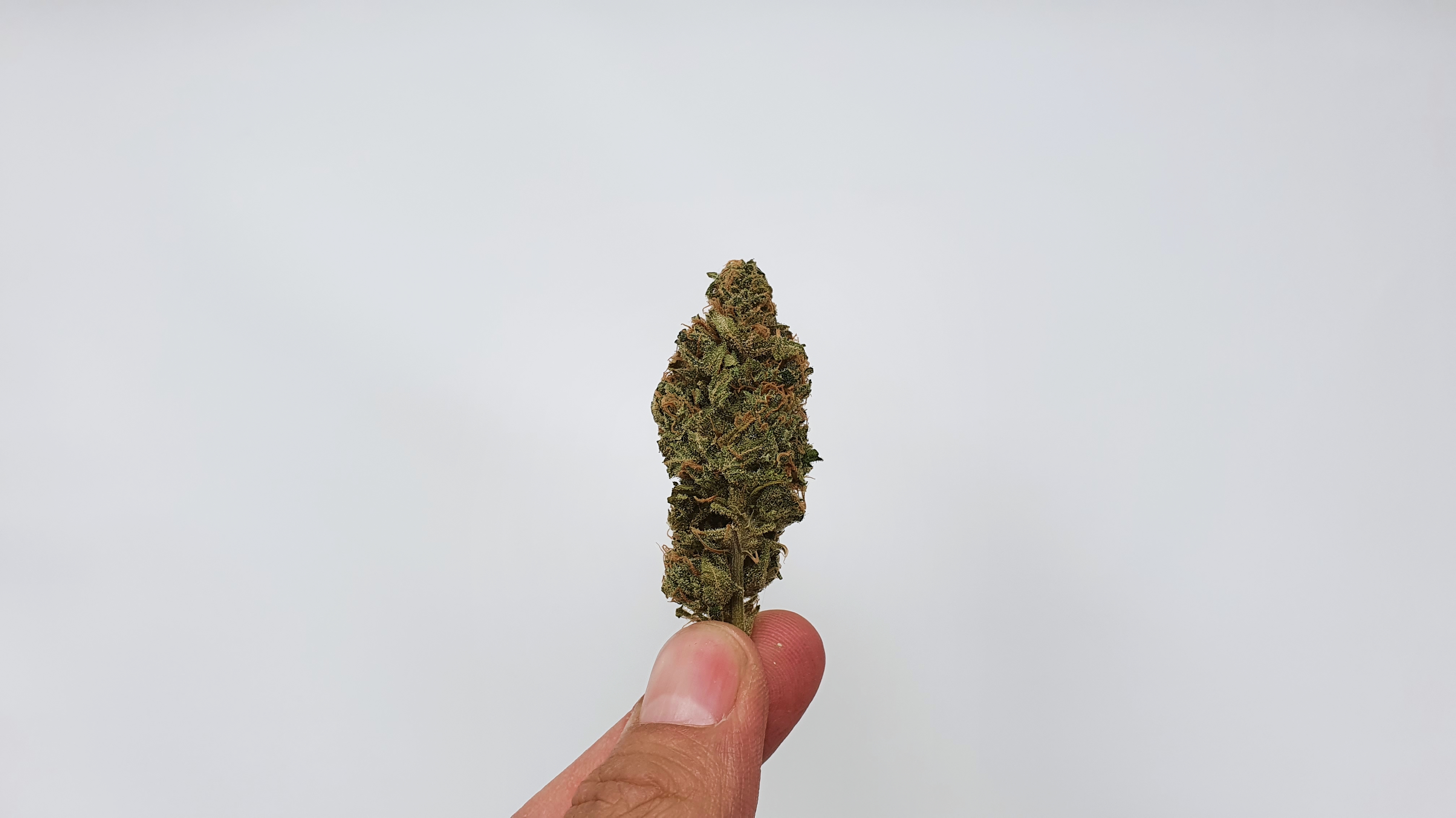 Archive image 8 for Melon Face Cannabis Strain Review & Information