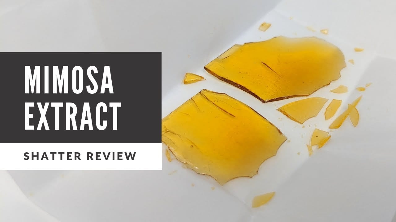 Archive image 2 for Mimosa Strain Review & Information