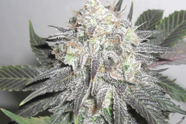 Archive image 2 for Nebula Cannabis Strain Review
