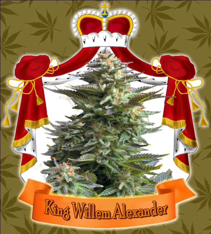 Archive image 2 for New Dutch King Willem-Alexander has his own cannabis strain