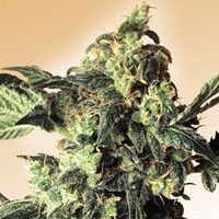 Archive image 2 for Northern Lights Cannabis Strain Review Plus Your Chance to Win Cananbis Seeds!
