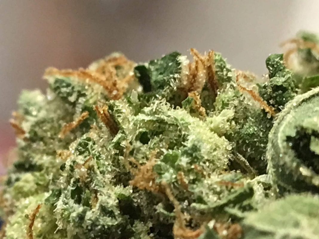 Archive image 7 for OG #18 Cannabis Strain Review