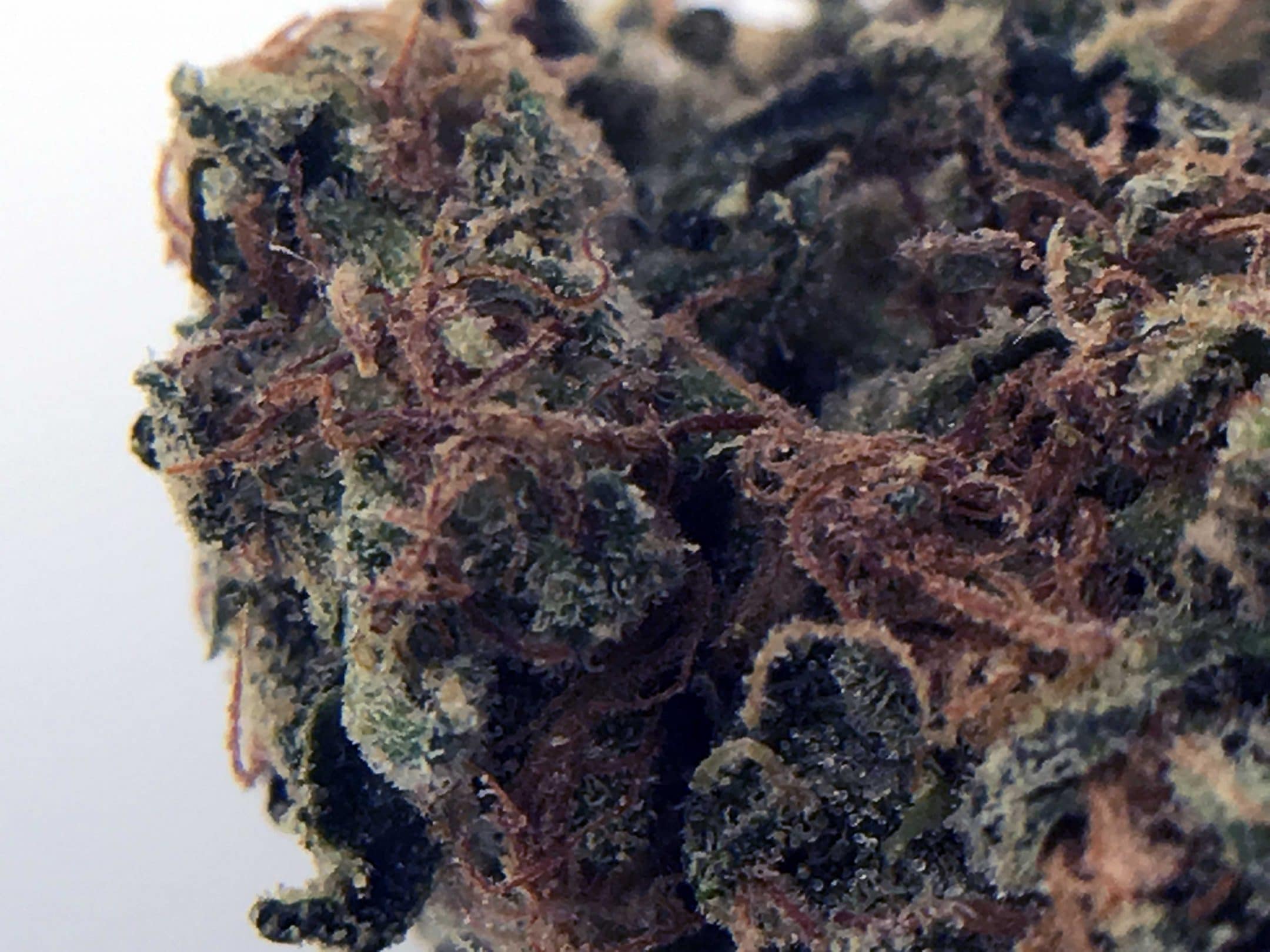 Archive image 3 for OG Reek'n Cannabis Strain Information & Review
