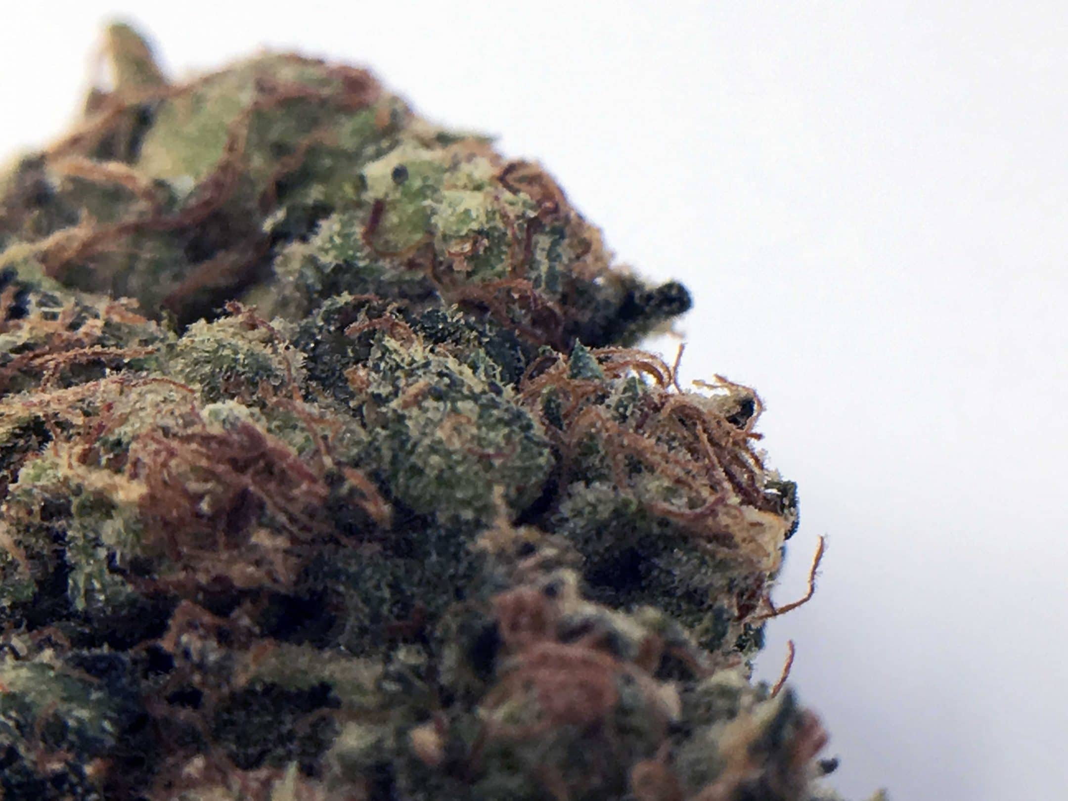 Archive image 6 for OG Reek'n Cannabis Strain Information & Review