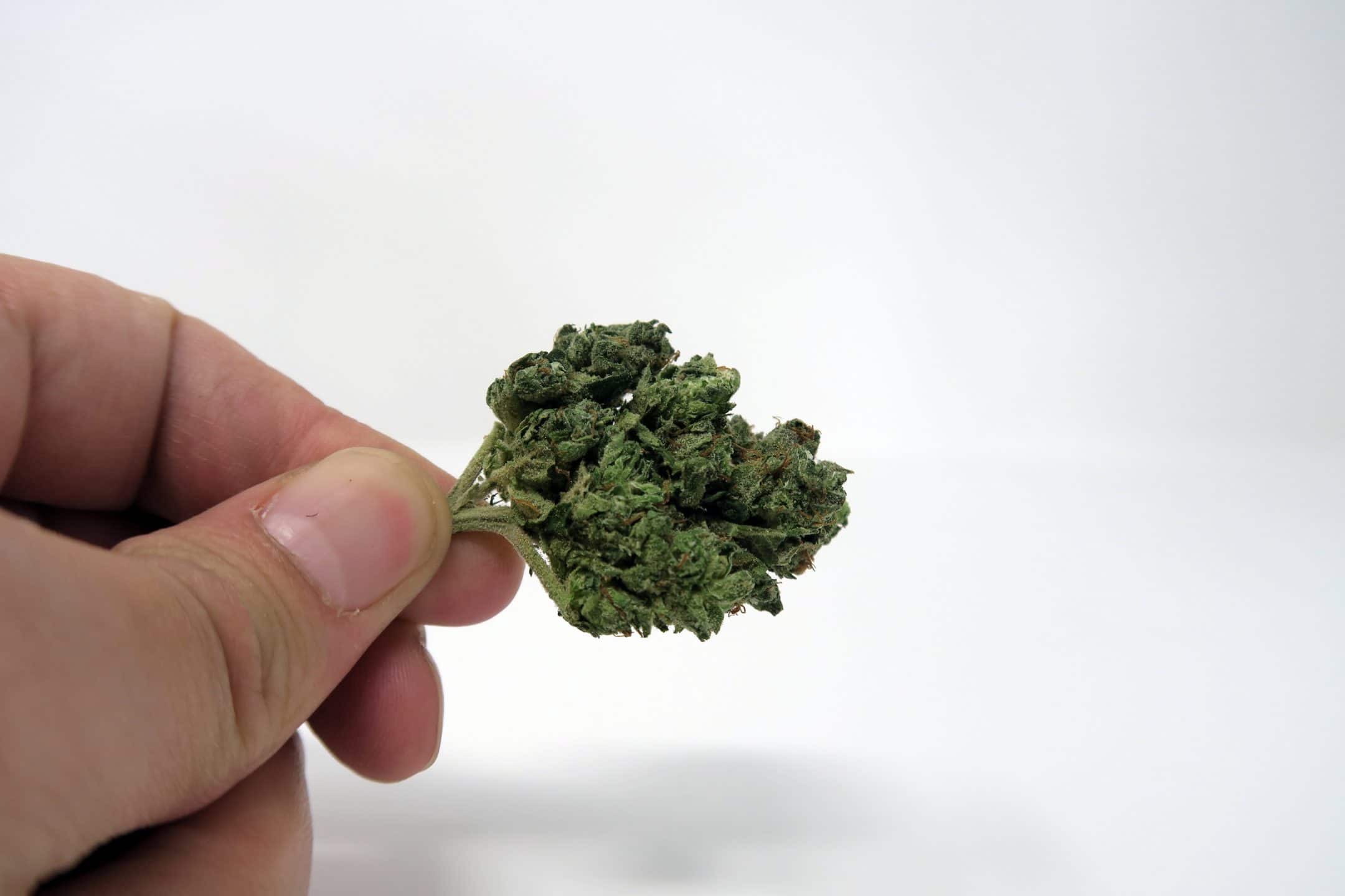 Archive image 3 for Orange Diesel V3 [ODV3] Cannabis Strain Review